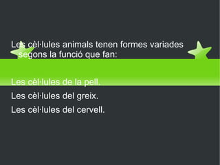 Les cèl·lules animals Les cèl·lules animals tenen formes variades segons la funció que fan: Les cèl·lules de la pell. Les cèl·lules del greix. Les cèl·lules del cervell.  