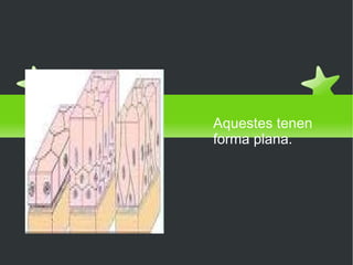 Les cèl·lules de la pell Aquestes tenen  forma plana. 