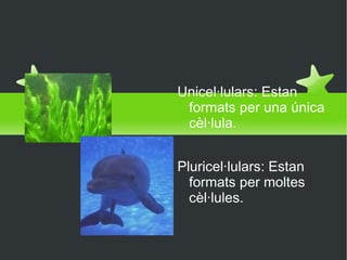 Unicel·lulars i Pluricel·lulars  Unicel·lulars: Estan formats per una única cèl·lula. Pluricel·lulars: Estan formats per moltes cèl·lules. 