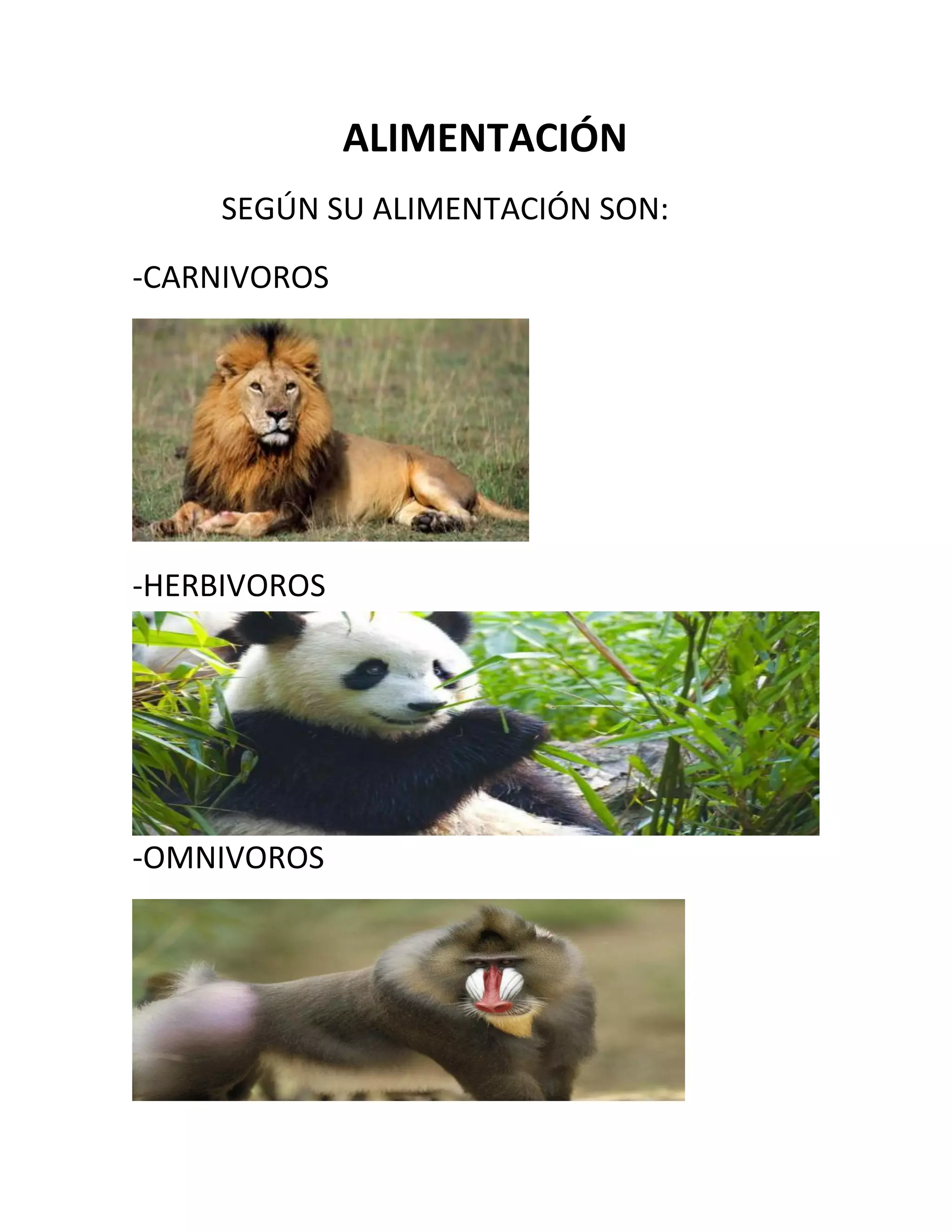 ALIMENTACIÓN
SEGÚN SU ALIMENTACIÓN SON:
-CARNIVOROS
-HERBIVOROS
-OMNIVOROS