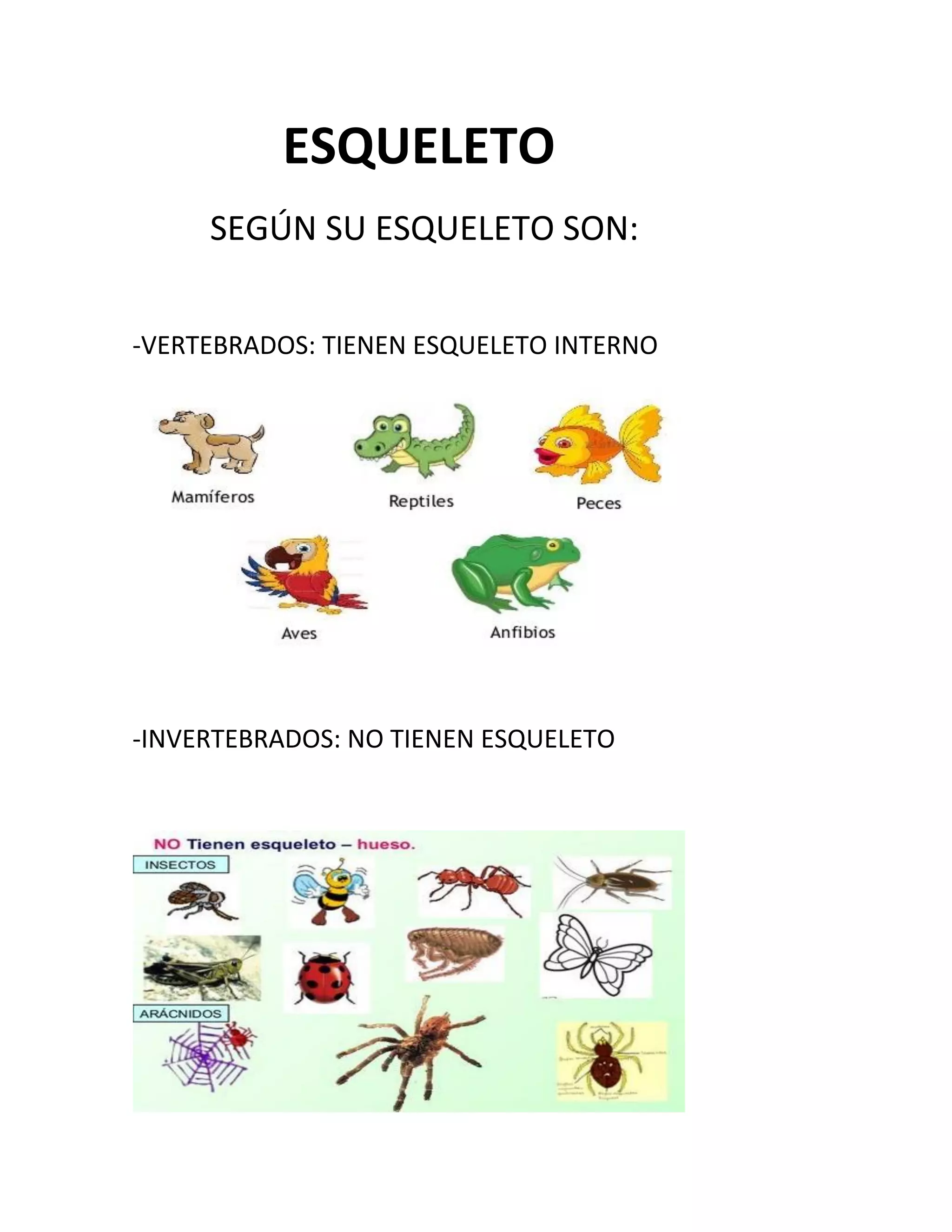 ESQUELETO
SEGÚN SU ESQUELETO SON:
-VERTEBRADOS: TIENEN ESQUELETO INTERNO
-INVERTEBRADOS: NO TIENEN ESQUELETO