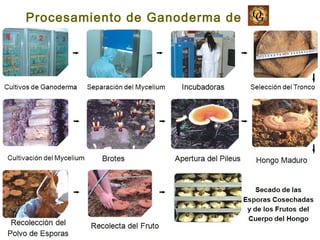 Procesamiento de Ganoderma de
 