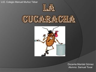 U.E. Colegio Manuel Muñoz Tébar la cucaracha Docente:Maridel Gómez Alumno: Samuel Tovar 