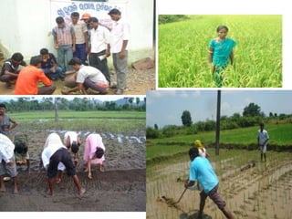 Samuha vikash malkangiri