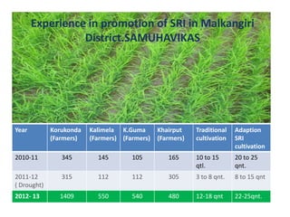 Experience in promotion of SRI in Malkangiri
District.SAMUHAVIKAS
Year Korukonda
(Farmers)
Kalimela
(Farmers)
K.Guma
(Farmers)
Khairput
(Farmers)
Traditional
cultivation
Adaption
SRI
cultivation
2010-11 345 145 105 165 10 to 15
qtl.
20 to 25
qnt.
2011-12
( Drought)
315 112 112 305 3 to 8 qnt. 8 to 15 qnt
2012- 13 1409 550 540 480 12-18 qnt 22-25qnt.
 