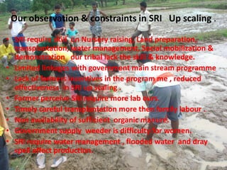 Our observation & constraints in SRI Up scaling .
• SRI require skill on Nursery raising, Land preparation,
transplantation, water management, Social mobilization &
demonstration our tribal lack the skill & knowledge.
• Limited linkages with government main stream programme
• Lack of farmers incentives in the program me , reduced
effectiveness in SRI up scaling .
• Farmer perceive SRI require more lab ours.
• Timely careful transplantation more then family labour .
• Non availability of sufficient organic manure.
• Government supply weeder is difficulty for women.
• SRI require water management , flooded water and dray
spell affect production.
 