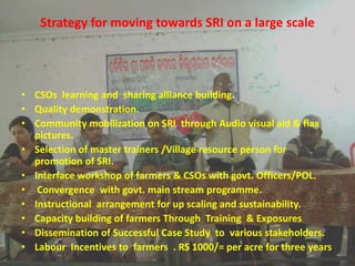 • CSOs learning and sharing alliance building.
• Quality demonstration.
• Community mobilization on SRI through Audio visual aid & flax
pictures.
• Selection of master trainers /Village resource person for
promotion of SRI.
• Interface workshop of farmers & CSOs with govt. Officers/POL.
• Convergence with govt. main stream programme.
• Instructional arrangement for up scaling and sustainability.
• Capacity building of farmers Through Training & Exposures
• Dissemination of Successful Case Study to various stakeholders.
• Labour Incentives to farmers . RS 1000/= per acre for three years
Strategy for moving towards SRI on a large scale
 