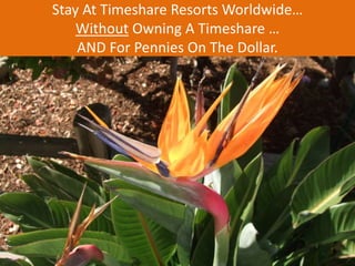 Stay At Timeshare Resorts Worldwide… 
Without Owning A Timeshare … 
AND For Pennies On The Dollar. 
 