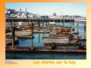 Les otaries sur la bay