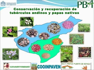 Conservación y recuperación de tubérculos andinos y papas nativas  