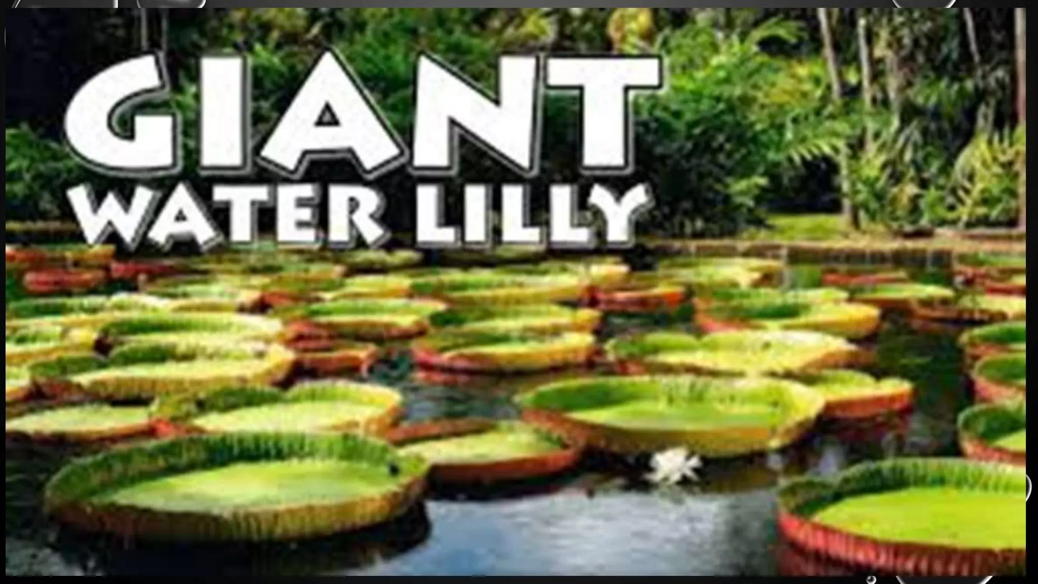 Adaptation of aquatic plants PPT