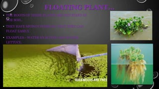 Adaptation of aquatic plants | PPTX