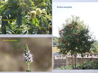 Sorbus aucuparia




Castanea sativa




Mentha suaveolens
 