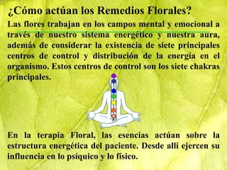 ¿Cómo actúan los Remedios Florales?
Las flores trabajan en los campos mental y emocional a
través de nuestro sistema energético y nuestra aura,
además de considerar la existencia de siete principales
centros de control y distribución de la energía en el
organismo. Estos centros de control son los siete chakras
principales.




En la terapia Floral, las esencias actúan sobre la
estructura energética del paciente. Desde allí ejercen su
influencia en lo psíquico y lo físico.
 