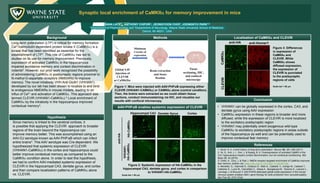 Synaptic local enrichment of CaMKIIa for memory improvement in mice
Background Methods
AAV-PHP.eB enables systemic expression of CLEVIR
Localization of CaMKIIa and CLEVIR
Conclusion
SANA LATIF1,, ANTHONY CHIFOR2,, JEONGYOON CHOI2, JOONGKYU PARK1,2
1Department of Pharmacology and 3Department of Neurology, Wayne State University School of Medicine
Detroit, MI 48201, USA
Long-term potentiation (LTP) is critical for memory formation.
Ca2+/calmodulin-dependent protein kinase II (CaMKIIa) is a
kinase that has been identified as essential for the
establishment of LTP1. This role of CaMKIIa has led to
studies on its use for memory improvement. Previously,
expression of activated CaMKIIa in the hippocampus
impaired avoidance memory and context discrimination in
rodents2. However, our prior work recognized the possibility
of administering CaMKIIa in postsynaptic regions proximal to
N-methyl-D-aspartate receptors (NMDARs) to improve
memory. The novel intrabody VHH Anti-GluN1 (VHHAN1)
developed by our lab has been shown to localize to and bind
to endogenous NMDARs in mouse models, leading to an
influx of Ca2+ and activation of CaMKIIa. This approach was
termed CLEVIR (VHHAN1-CaMKIIa).3 Local enrichment of
CaMKIIa by the intrabody in the hippocampus improved
contextual memory3.
References
• VHHAN1 can be globally expressed in the cortex, CA3, and
dentate gyrus using AAV expression
• CaMKIIa expression in these regions is broader and more
diffused, while the expression of CLEVIR is more localized
to the excitatory postsynaptic region
• VHHAN1 may potentially orient exogenous wild-type
CaMKIIa to excitatory postsynaptic regions in areas outside
of the hippocampus as well and can be potentially used to
improve contextual fear memory
1. Nicoll, R. A. A brief history of long-term potentiation. Neuron 93, 281–290 (2017)
2. Ye, S., Kim, J. I., Kim, J. & Kaang, B. K. Overexpression of activated CaMKII in the
CA1 hippocampus impairs context discrimination, but not contextual conditioning. Mol
Brain 12, 32 (2019)
3. Chifor, A., Choi, J. & Park J. NMDA receptor-targeted enrichment of CaMKIIa improves
fear memory. bioRxiv doi: https://doi.org/10.1101/2021.11.06.467164.
4. Morabito, G., Giannelli S., Ordazzo G., Bido S., Castoldi, V., Indrigo M., Cabassi T.,
Cattaneo S., Luoni M., Cancellieri C., Sessa A., Bacigaluppi M., Taverna S., Leocani L.,
Lanciego J. & Broccoli V. AAV-PHP.B-dedicated global-scale expression in the mouse
nervous system enables GBA1 gene therapy for wide protection from synucleinopathy.
Mol Ther 25: 2727-2742.
HA-CaMKIIa
VHHAN1-
HA-CaMKIIa
CaMKIIa
CLEVIR
Figure 2: Systemic expression of HA-CaMKIIa in the
hippocampal CA3, dentate gyrus, and cortex in comparison
to VHHAN1-HA-CaMKIIa
Scale bar = 50 mm
Hippocampal CA3 Cortex
Dentate Gyrus
anti-HA
anti-HA anti-Homer1
Hypothesis
Since memory is linked to the cerebral cortices, it
is possible that applying the CLEVIR approach to broader
regions of the brain beyond the hippocampus can
improve memory better. This was accomplished using an
AAV-DJ serotype known as AAV-PHP.eB​ which can infect
entire brains4. This AAV serotype was Cre-dependent. We
hypothesized that systemic expression of CLEVIR
(VHHAN1-CaMKIIa) in the cortex and hippocampus could
better improve contextual memory as compared to the
CaMKIIa condition alone. In order to test this hypothesis,
we had to confirm AAV-mediated systemic expression of
CLEVIR in the hippocampal CA3, dentate gyrus, and cortex
and then compare localization patterns of CaMKIIa alone
vs. CLEVIR.
Global AAV
injection of
CLEVIR
or CaMKIIa
Minimum
3 weeks of
expression
Brain extraction
and tissue
fixation
Tissue
sectioning, IHC,
and confocal
microscopy
Figure 1: Mice were injected with AAV-PHP.eB expressing either
CLEVIR (VHHAN1-CAMKIIa) or CAMKIIa alone (control condition).
Then, the brains were extracted so we could obtain tissue
sections, conduct immunostaining via IHC, and visualize our
results with confocal microscopy.
Figure 3: Differences
in expression of
CaMKIIa and
CLEVIR. While
CaMKIIa shows
diffused expression,
the expression of
CLEVIR is punctated
to the postsynaptic
regions of cells
Scale bar = 50 mm
 