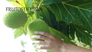 FRUTOSDEL PAN
 