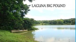 LAGUNA BIG POUND
 