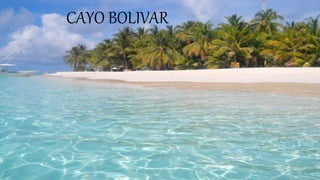CAYO BOLIVAR
 