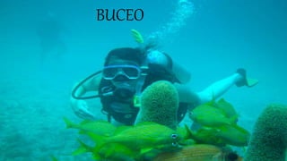 BUCEO
 