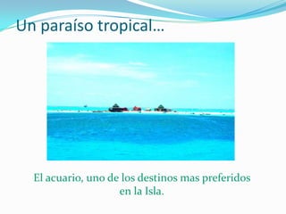 Un paraíso tropical…




  El acuario, uno de los destinos mas preferidos
                    en la Isla.
 