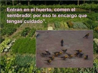 Entran en el huerto, comen el sembrado; por eso te encargo que tengas cuidado”. 