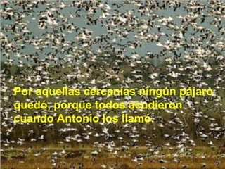 Por aquellas cercanías ningún pájaro quedó, porque todos acudieron cuando Antonio los llamó. 