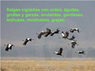 Salgan cigüeñas con orden, águilas. grullas y garzas, avutardas, gavilanes, lechuzas, mochuelos, grajas; 