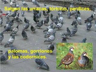 Salgan las urracas, tórtolas, perdices, palomas, gorriones y las codornices. 
