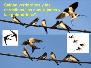 Salgan verderones y las cardelinas, las cucurujadas y las golondrinas”. 