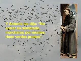 Y Antonio les dijo: “No entrar en sembrado, marcharos por montes, ricos verdes prados”. 