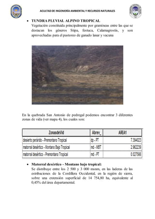 ACULTAD DE INGENIERÍA AMBIENTAL Y RECURSOS NATURALES
 TUNDRA PLUVIAL ALPINO TROPICAL
Vegetación constituida principalmente por gramíneas entre las que se
destacan los géneros Stipa, festuca, Calamagrostis, y son
aprovechadas para el pastoreo de ganado lanar y vacuna
En la quebrada San Antonio de pedregal podemos encontrar 3 diferentes
zonas de vida (ver mapa 4), los cuales son:
 Matorral desértico - Montano bajo tropical:
Se distribuye entre los 2 500 y 3 000 msnm, en las laderas de las
estribaciones de la Cordillera Occidental, en la región de sierra,
sobre una extensión superficial de 14 754,80 ha, equivalente al
0,45% del área departamental.
 