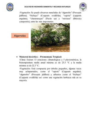 ACULTAD DE INGENIERÍA AMBIENTAL Y RECURSOS NATURALES
-Vegetación: Se puede observar manchales de “algarrobo” (Prosopis
juliflora), “bichayo” (Copparis ovalifolia), “sapote” (capparis
angulata), “charamusque” (Pectis sp) y “mostaza” (Brassica
campestris), entre las más importantes.
 Matorral desértico – Premontano Tropical:
-Clima: Existen 13 estaciones climatológicas y 5 pluviométricas, la
biotemperatura media anual máxima es de 25.5 °C y la media
mínima es de 22.3 °C.
-Vegetación: Está compuesta por árboles pequeños, algunas veces
muy achaparrados, como el “sapote” (Capparis angulata),
“algarrobo” (Prosopis juliflora) y arbustos como el “bichayo”
(Copparis ovalifolia) así como una vegetación herbácea rala en su
mayoría.
Algarrobo
 