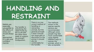 HANDLING AND
RESTRAINT
Rabbits are
especially
susceptible to
the effects of
stress and
should always
be
approached
in a calm and
confident
manner.
The handler is
restraining the
rabbit firmly by
the scruff with
the other hand
ready to support
the animal’s
hindquarters.
There is no one
correct method of
handling or
restraining
animals, but the
general principle
is that it should
not cause pain or
discomfort to the
animal. It should
also be
comfortable for
the handler.
The methods
shown in the
species-specific
sections are
recommended,
although some
people may feel
more comfortable
using slightly
different ways to
restrain the
animals, which is
also acceptable.
 