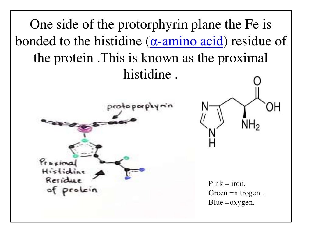 biological oxygen carriers hemoglobin ,hemocyanin ,hemerythrene .hill…