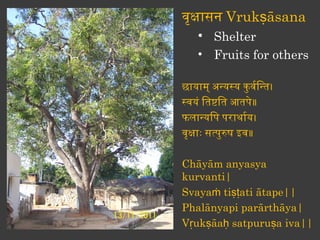 वृकासन Vrukṣāsana
    • Shelter
    • Fruits for others

छायाम् अनयसय कु वर्वन्तिनति।
सवयं ितिष्टतिति आतिपे॥
फलानयिप पराथार्वन्तय।
वृकाः सत्पुरुष इव॥

Chāyām anyasya
kurvanti|
Svayaṁ tiṣṭati ātape||
Phalānyapi parārthāya|
Vṛukṣāaḥ satpuruṣa iva||
 