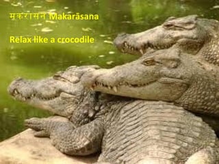 मकरासन Makarāsana

Relax like a crocodile
 
