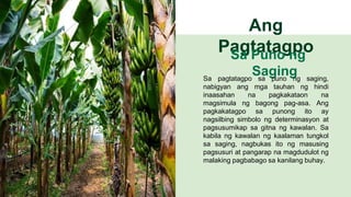 Sanaysaging Presentationniefrengmatute.pptx