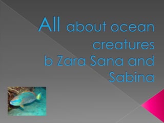 All about ocean creaturesb Zara Sana and Sabina 