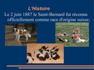 L'Histoire  Le 2 juin 1887 le Saint-Bernard fut réconnu officiellement comme race d'origine suisse; 