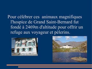 Pour célébrer ces  animaux magnifiques  l'hospice de Grand Saint-Bernard fut fondé  à 2469m d'altitude pour offrir un  refuge aux voyageur et pèlerins. 
