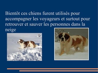 Bientôt ces chiens furent utilisés pour accompagner les voyageurs et surtout pour retrouver et sauver les personnes dans la neige 