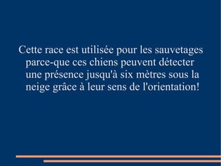 Cette race est utilisée pour les sauvetages parce-que ces chiens peuvent détecter une présence jusqu'à six mètres sous la neige grâce à leur sens de l'orientation! 