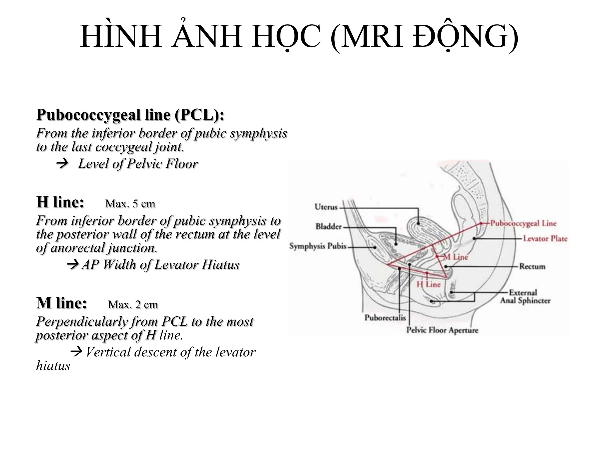 Pcl Line SÀN CHẬU HỌC ĐẠI CƯƠNG 2023 NGOẠI TQ | PPTX