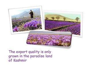 The export quality is only
grown in the paradise land
of Kashmir
 