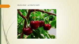 FRUTO=FRUIT MY FRUIT IS TASTY
 
