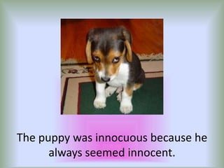 The puppy was innocuous because he always seemed innocent. 