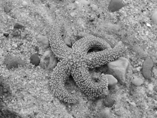 Sanchwich beach  jessie