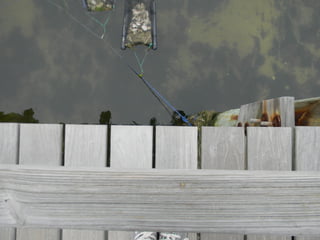 Sanchwich beach  jessie