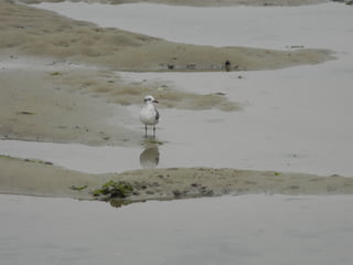 Sanchwich beach  jessie