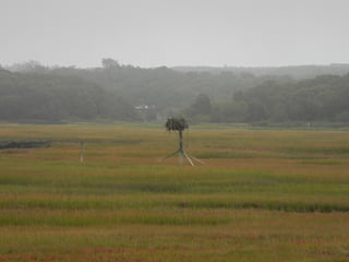 Sanchwich beach  jessie